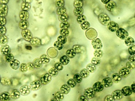 Stage : Méthode d’intégration de données de transcriptomique et de microbiome